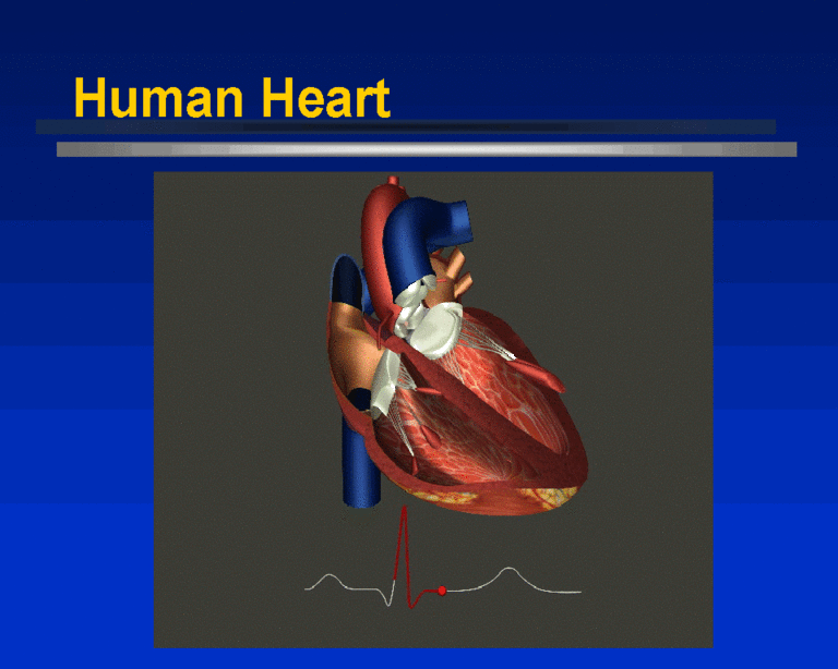 Human Heart	